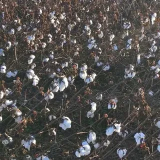 thumbnail for publication: Estimating Cotton Yield